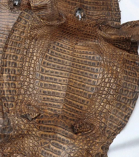 Caiman Belly/Live Customize (BETA)